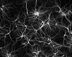 Neuroscience
